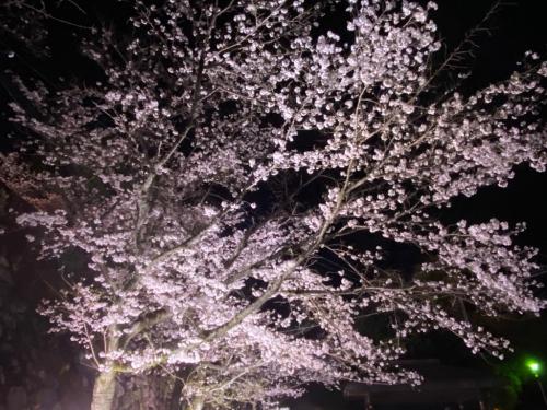 桜ライトアップ