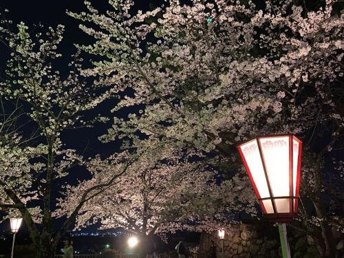 桜ライトアップ